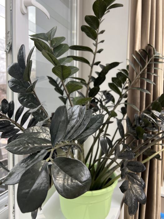 Замиокулькас Равен