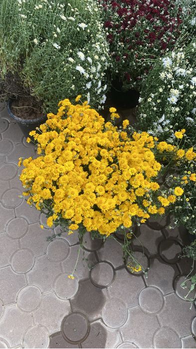 Хризантема мультифлора