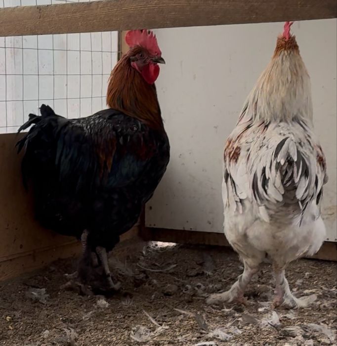 Маран черно-медный