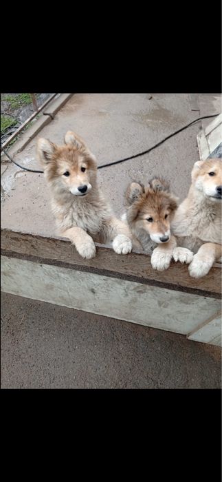 Щенки Лайки Зарадно Сибирской