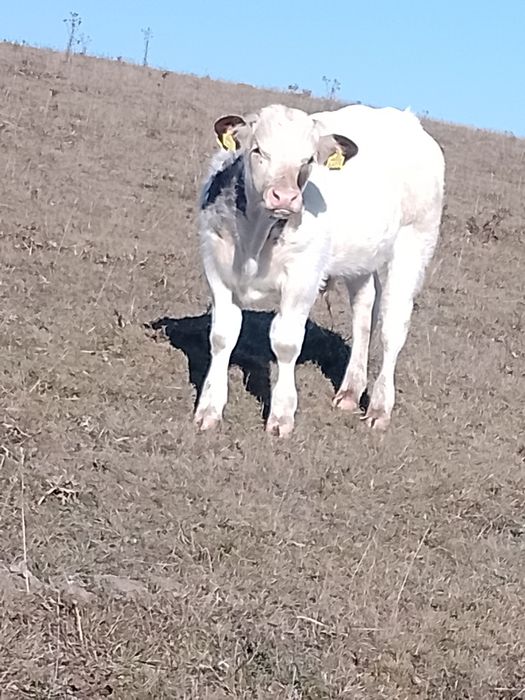 De vânzare un vițel belgian