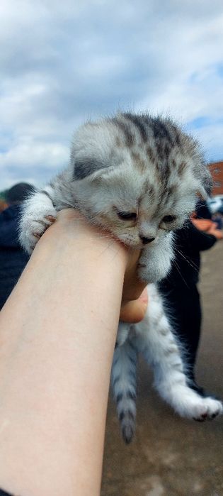 Продаю котят скоттиш фолд