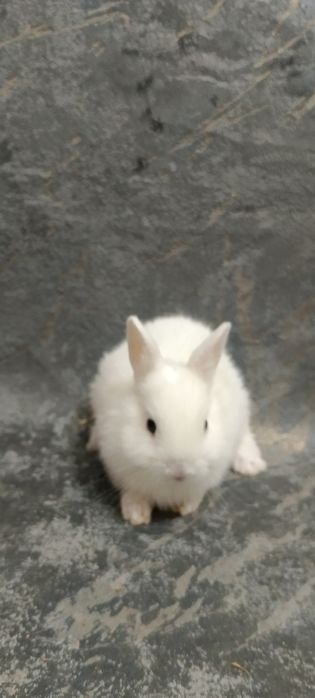 Дикаративный карликовый кролики