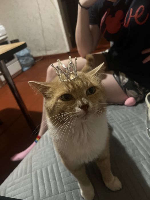 Отдам кота в добрые руки