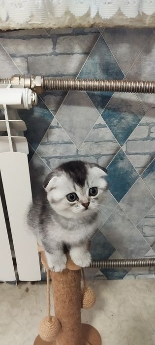 Шотландцы вислоушки