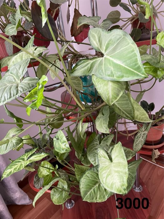 Комнатные цветы красивые