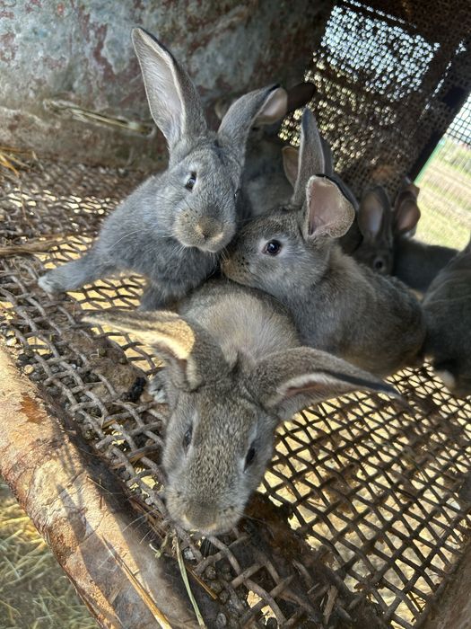 Disponibili pui Urias German