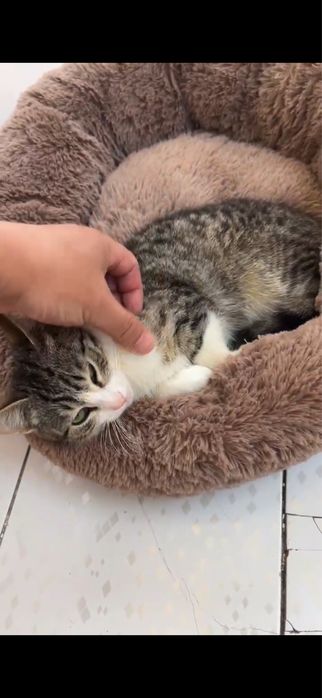 Котенок 3-4 месяца девочка