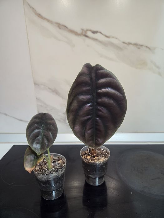 Monstera Dubia, siltepecana Alocasia
