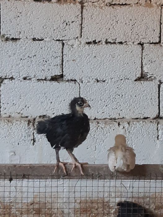 Jo'jalar joja 30 kunlik sifatli ishonchli qora shag'zoda,yubileyniy,