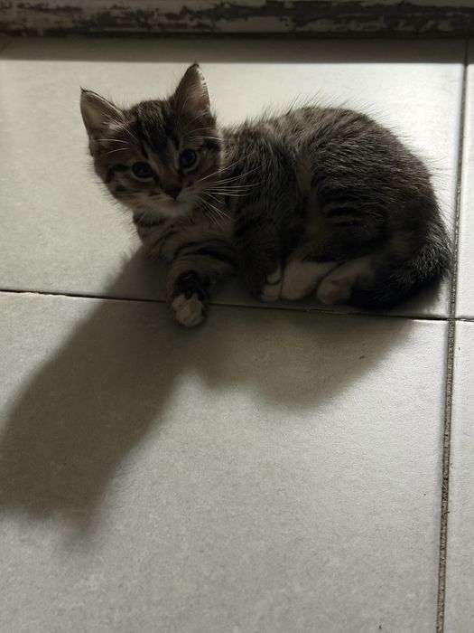 Отдам котенка 2 месяца