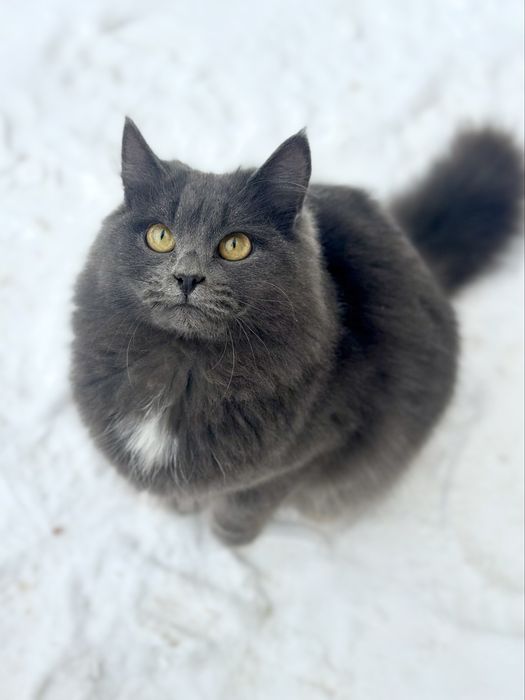 Ласковый котенок