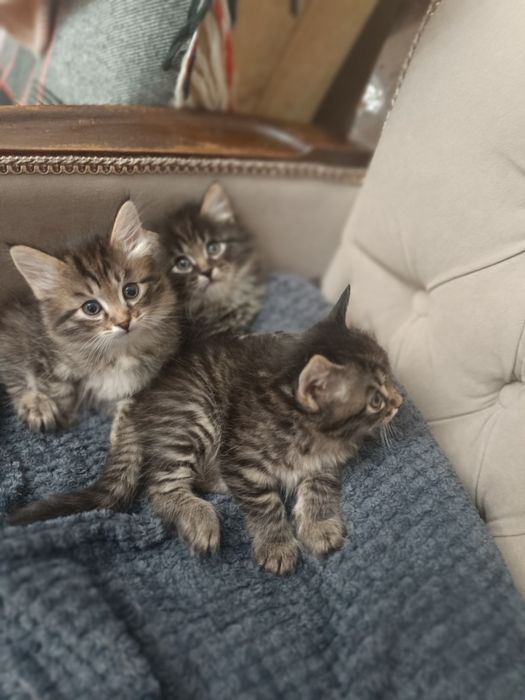 Отдам даром котят!!!