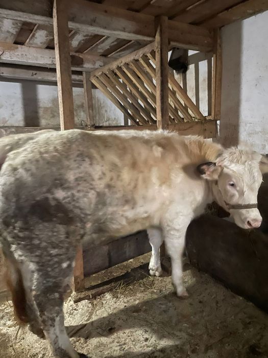 Juncă belgiană de vânzare