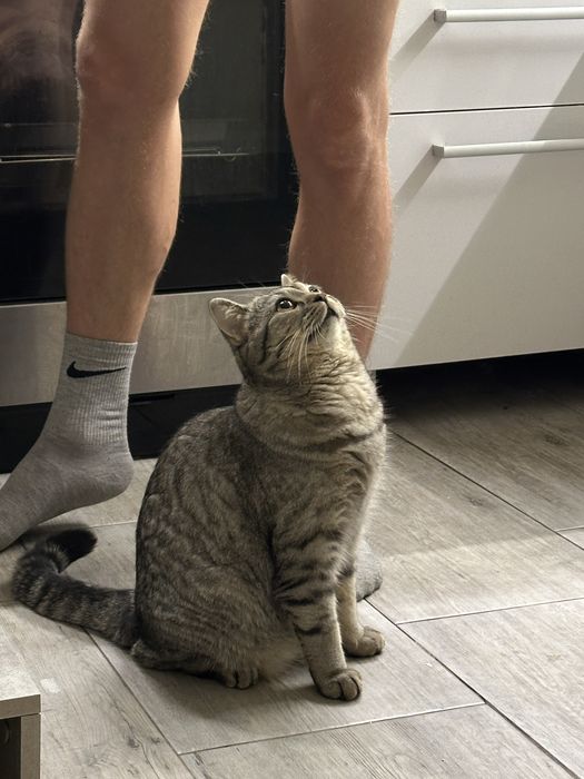 Вязка Кот Скоттиш-страйт