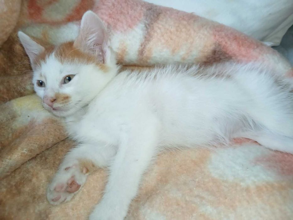 Подарявам котенца