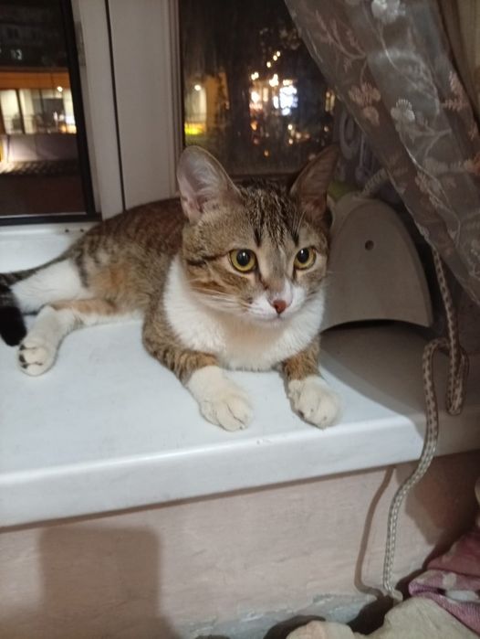 Отдам котика в добрые руки