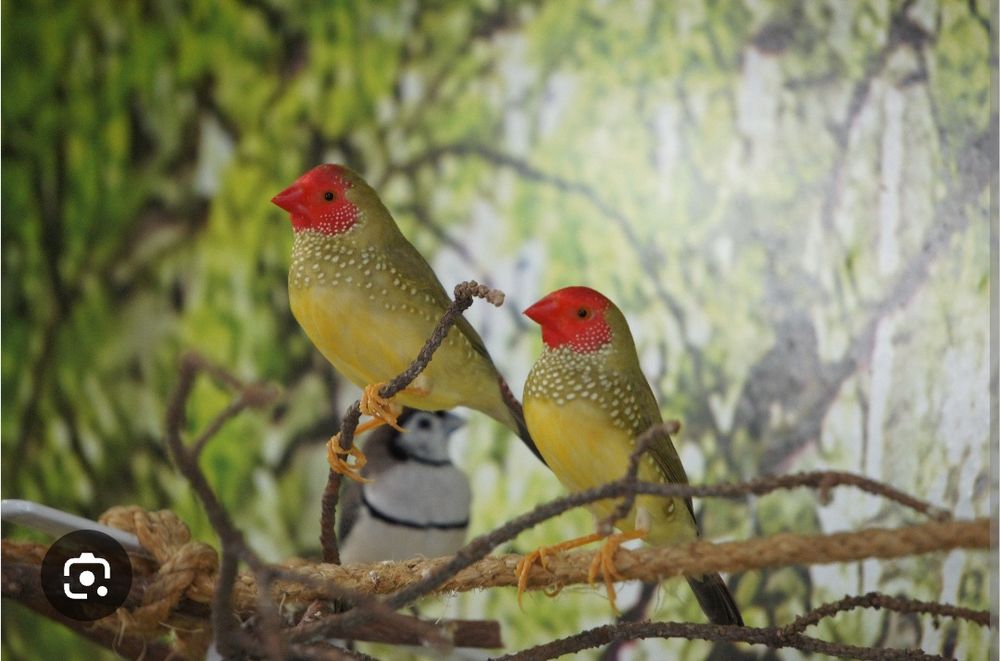 Готовая пара Астрильдов