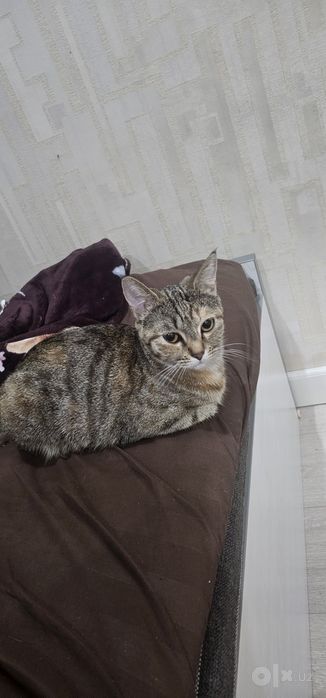 Пропала кошка Ташкент