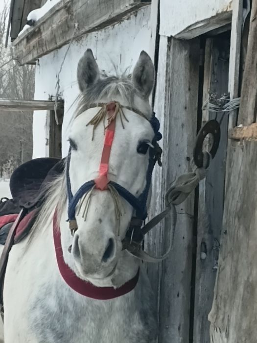 Продам айгыр 8жасар