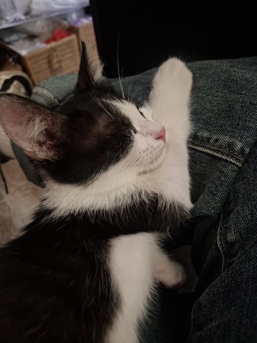 Котик в добрые руки