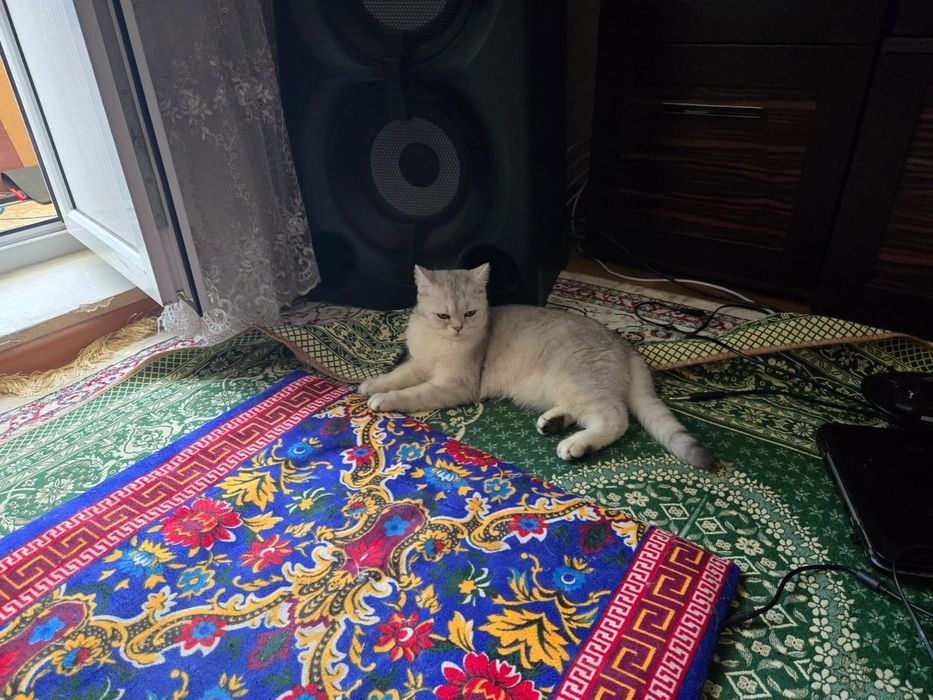 продам кошку красивую