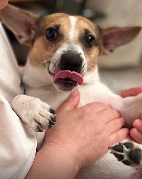 Ищу сучку для своего кобеля, порода Джек Рассел