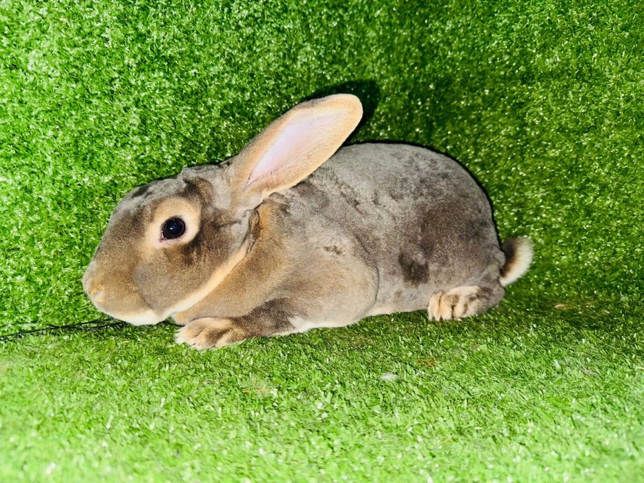 Кролик рекс разных окрасов