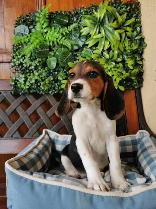 Beagle fetiță superba