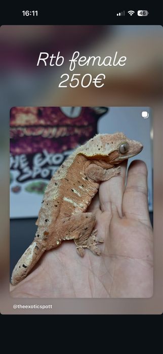 Crested gecko/ soparla/gecko cu creasta/reptila