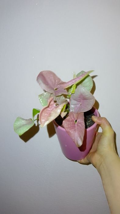 Обмен горшки для рассады.