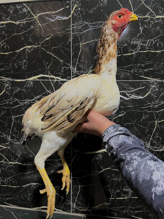 Toliq dumbali porno ayollar