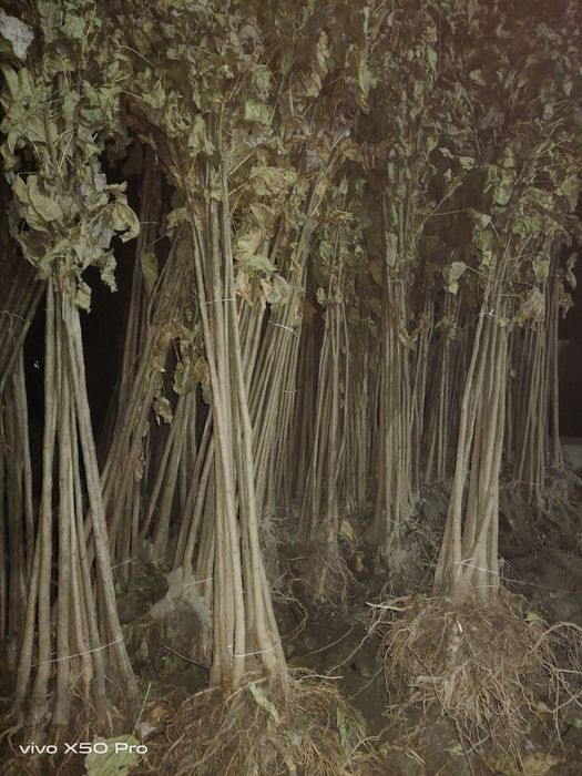 Акация Клён Yasin Katalpa sotiladi