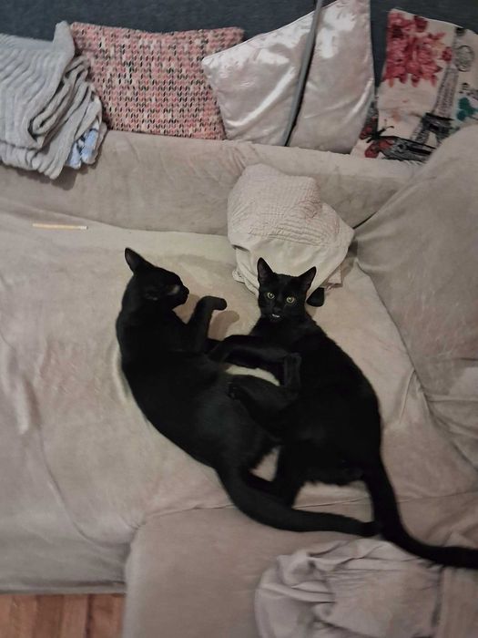 Две братчета на 7 м. търсят любящ дом