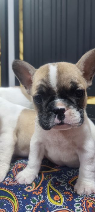 Французский бульдог