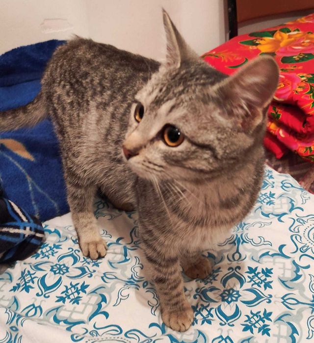 Котенок мальчик в добрые ручки.