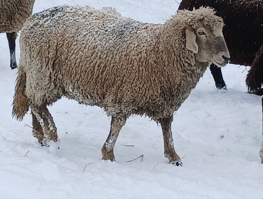 Schimb mioara gestanta cu 2 capre