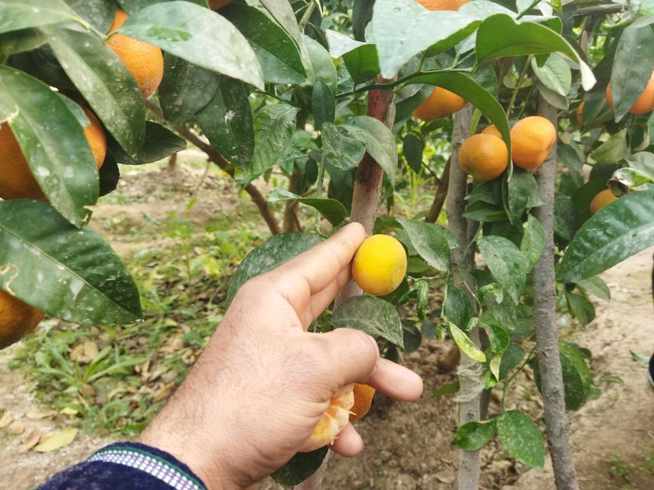 Мандарин апилсин Лимон кучатлари бор