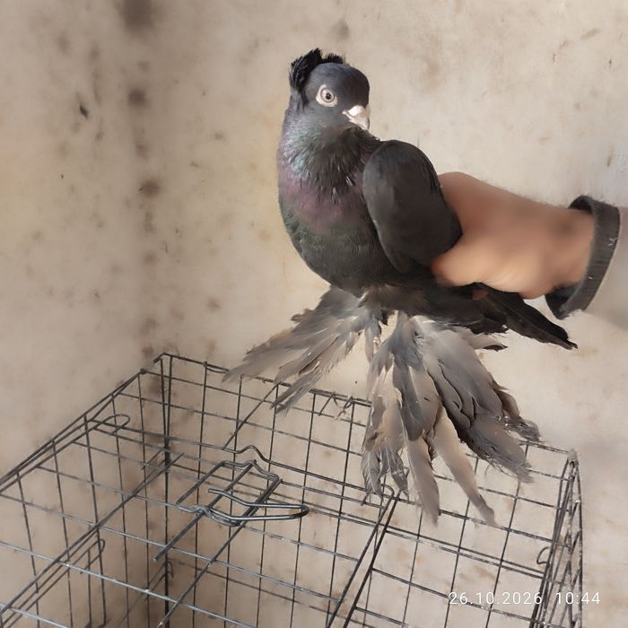 Продам голубей из под сочей