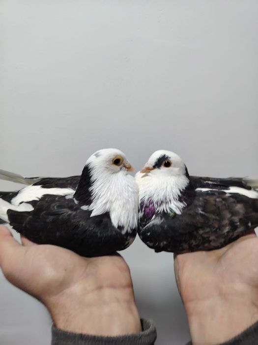 30  de lei bucata albi