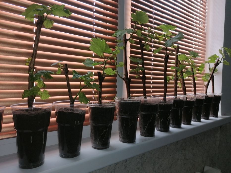 Отростки Виноградов