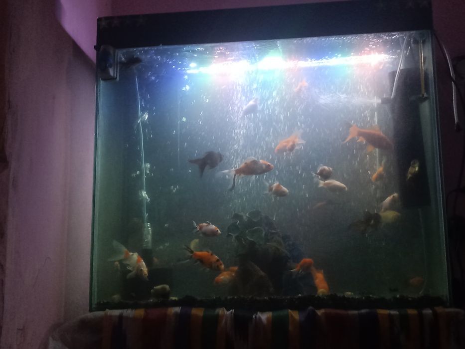 Assalomu alaykum kanashu akvariumlar sotiladi