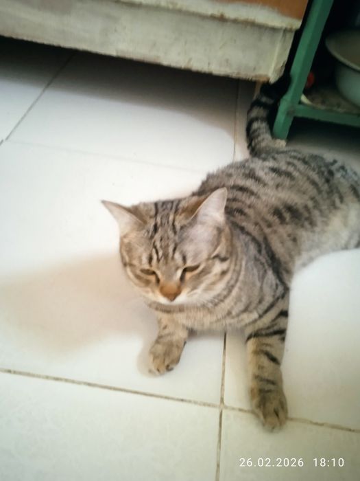 Роздам солнечно рыжых красивых котят!!!