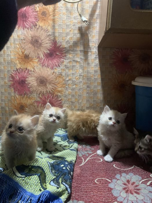 котята в добрые руки