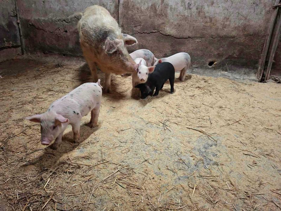 Свиня със 7 прасета