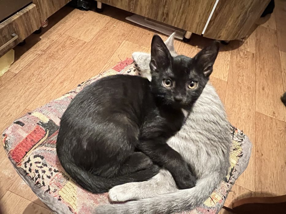 Отдам котят в добрые руки