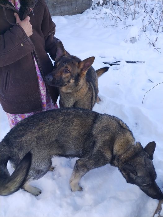 Щенки овчарки восточно европейской