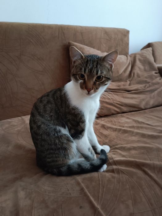 Подарявам коте,около 6 месеца