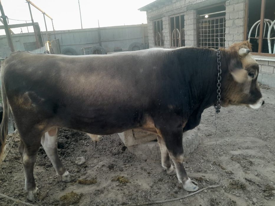 Бука Бык Бык бука