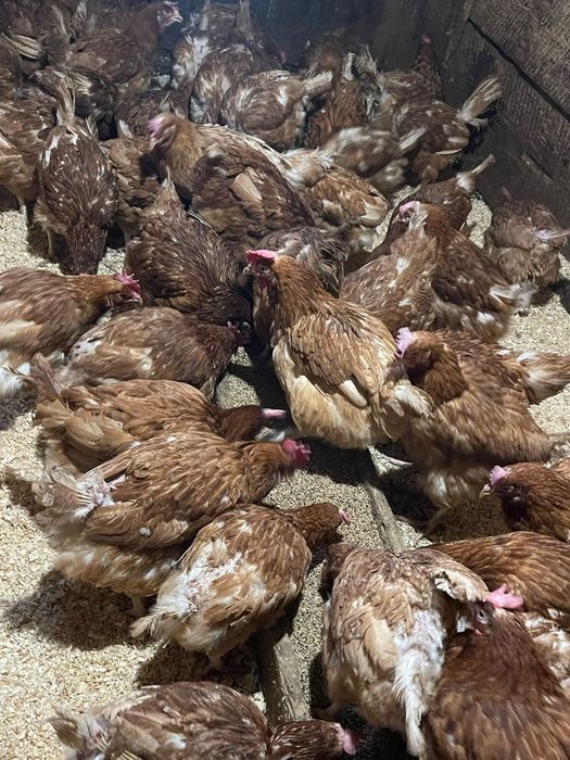 Продаётся куры-несушки